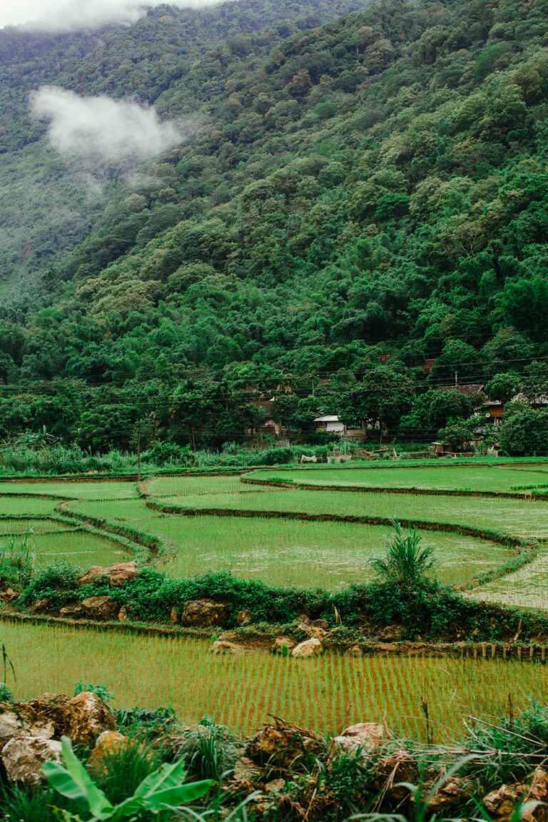 Bali rice field